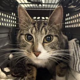 Photo for 158393 [384947]