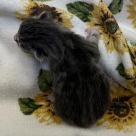 Photo for 158395 [384948]