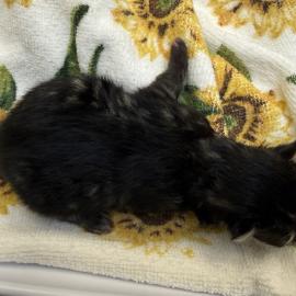 Photo for 158399 [384950]