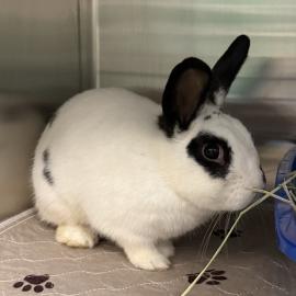 Photo for 158407 [384955]