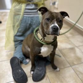 Photo for 158422 [Annabelle]