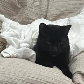 Photo for 158429 [Blue ]