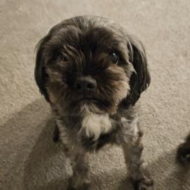 Photo for 158431 [Indie]