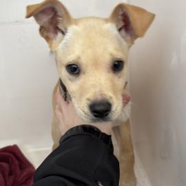 Photo for 158436 [384967]