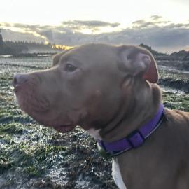 Photo for 158469 [Tank]