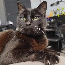 Photo for 158490 [Foley]