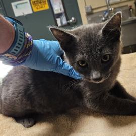 Photo for 158496 [385006]