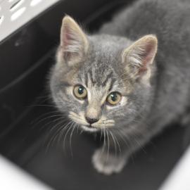 Photo for 158516 [344586]