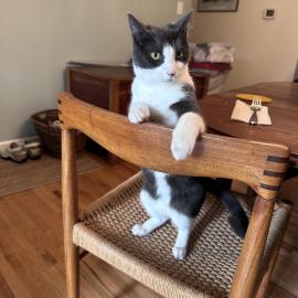 Photo for 158521 [Neko ]