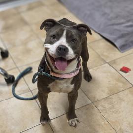 Photo for 158525 [Piglet]