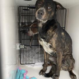 Photo for 158532 [Bear]