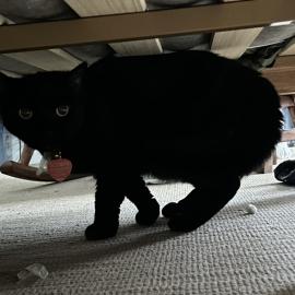 Photo for 158544 [385366]