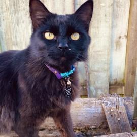 Photo for 158550 [Hemlock]