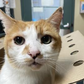 Photo for 158562 [Himbo]