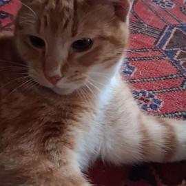 Photo for 158564 [GINGER ]