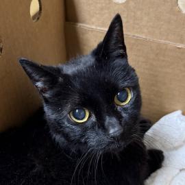 Photo for 158572 [Stella]