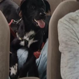 Photo for 158585 [Fluffy]