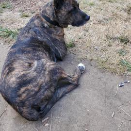 Photo for 158605 [Max]