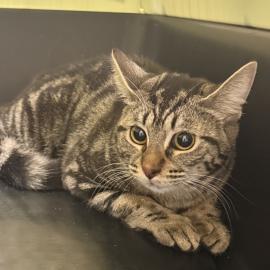 Photo for 158615 [Penny]