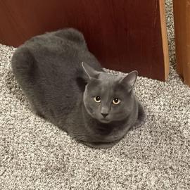 Photo for 158619 [North Star]