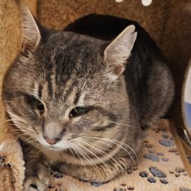 Photo for 158622 [Charlie]