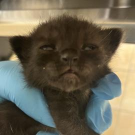 Photo for 158627 [385614]