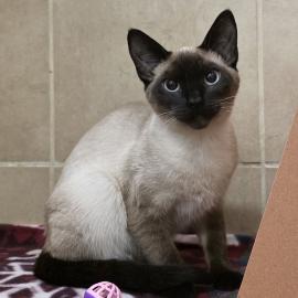 Photo for 158635 [385618]