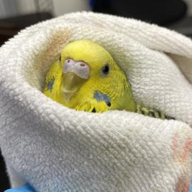 Photo for 158674 [Hulk]