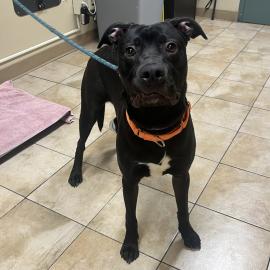 Photo for 158687 [Dean]