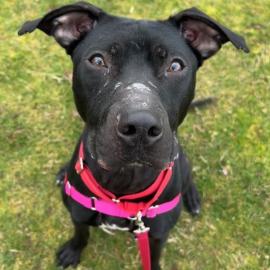 Photo for 158752 [Monkey]