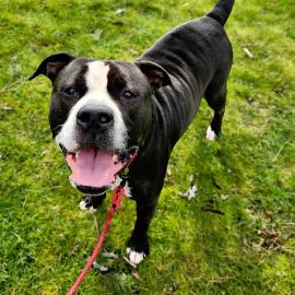 Photo for 158866 [Snoopy]