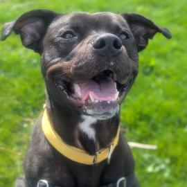 Photo for 158873 [Dr. Zoidberg]