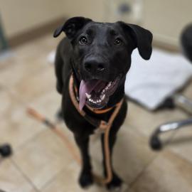 Photo for 158912 [Molly]