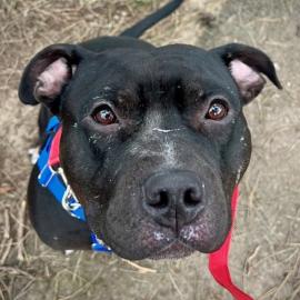 Photo for 158929 [Mr. Matzah Ball]