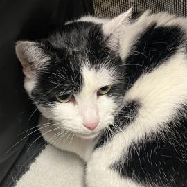 Photo for 159090 [Stella]