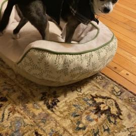 Photo for 159114 [Blue]