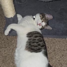 Photo for 159118 [Peanut]