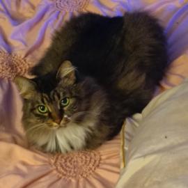 Photo for 159181 [Roxy]