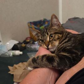 Photo for 159201 [Grayson]