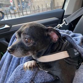 Photo for 159220 [Elivis]