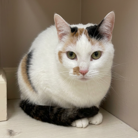 Photo for 159251 [Desi]