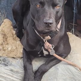 Photo for 159270 [Gimli ]