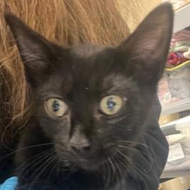 Photo for 159324 [Kohl]