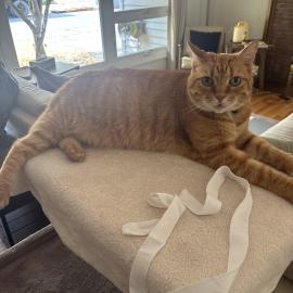 Photo for 159354 [Leo]