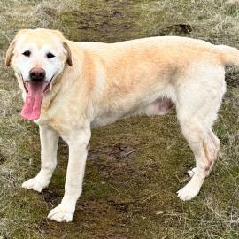 Photo for 159375 [Whiskey]