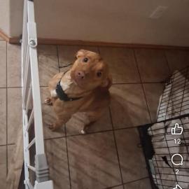 Photo for 159422 [Milo]