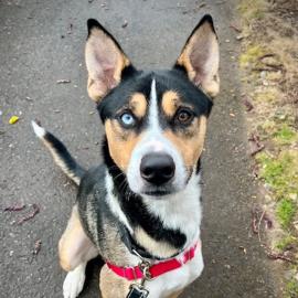 Photo for 159470 [Shamrock Shake]