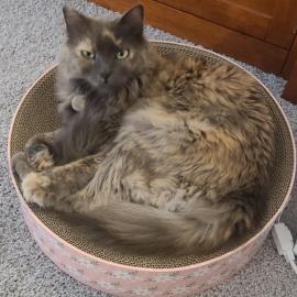 Photo for 159486 [Ramona(Mona)]