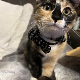 Photo for 159584 [Poppy]