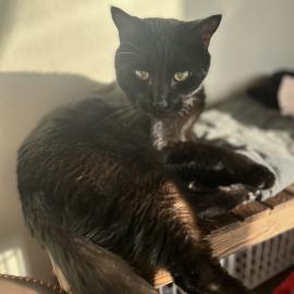 Photo for 159606 [Smokey]